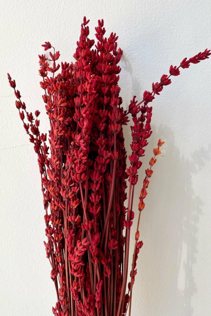 Preserved Floral |   Lavandula Red Preserved Bunch Floral Preserved Floral