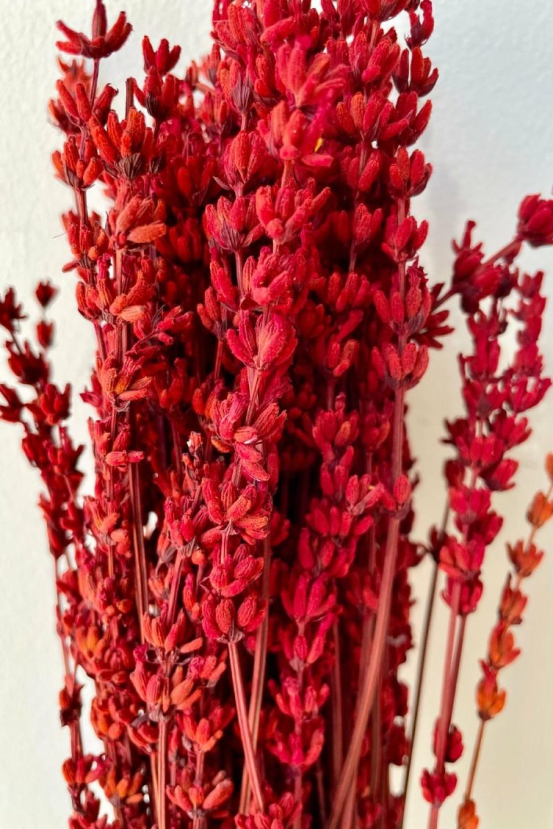 Preserved Floral |   Lavandula Red Preserved Bunch Floral Preserved Floral