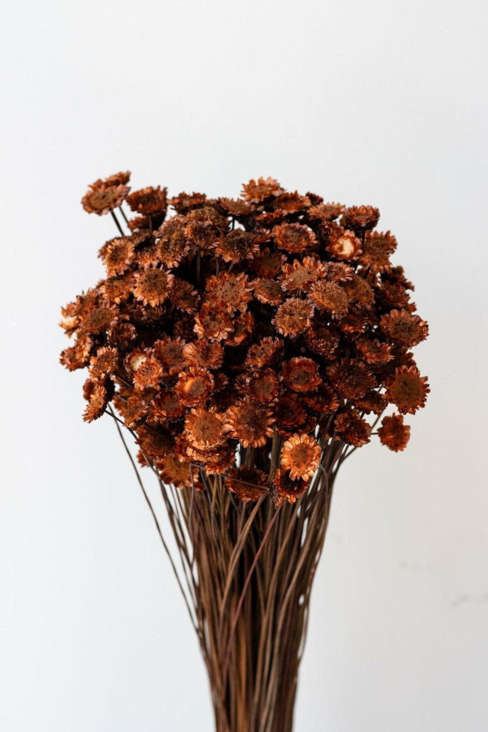 Preserved Floral |   Margaret Rust Color Preserved Bunch Floral Preserved Floral