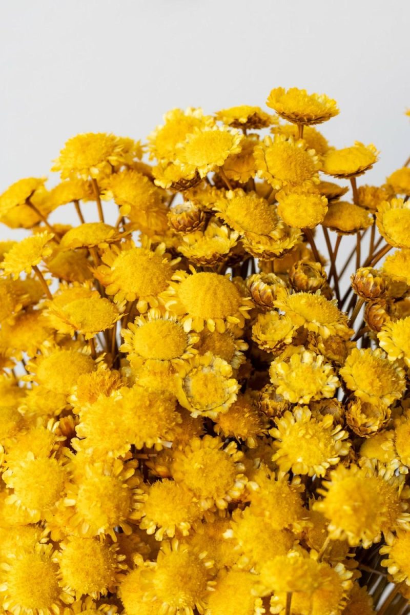 Preserved Floral |   Margaret Yellow Color Preserved Bunch Floral Preserved Floral