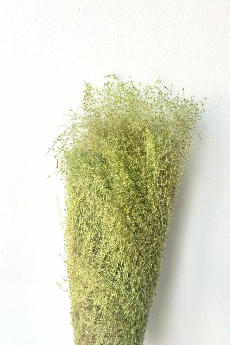 Preserved Floral |   Miscanthus Green Color Preserved Bunch Floral Preserved Floral