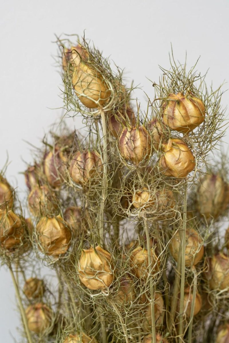 Preserved Floral |   Nigella Natural Preserved Bunch Floral Preserved Floral