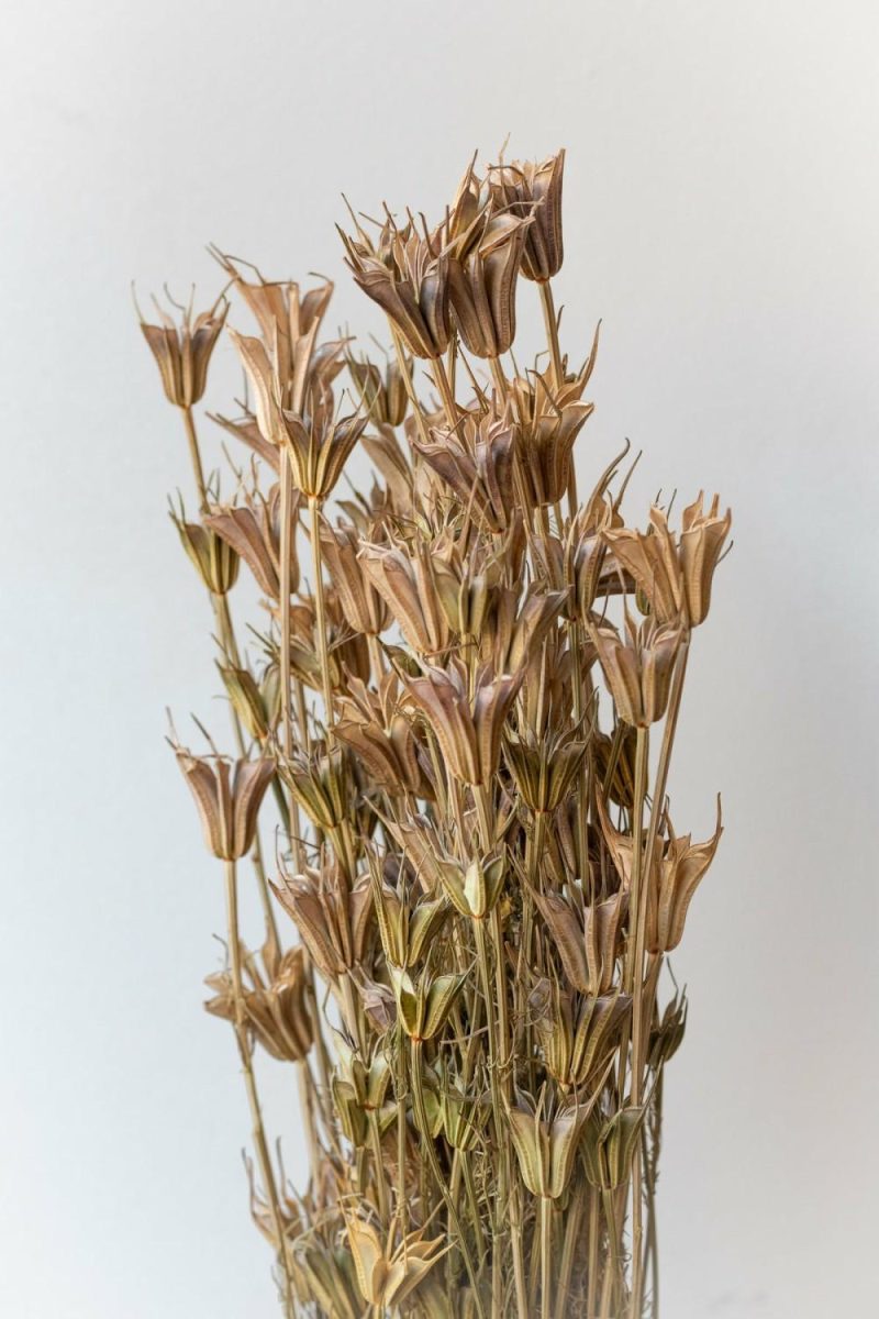 Preserved Floral |   Nigella Orientalis Natural Preserved Bunch Floral Preserved Floral