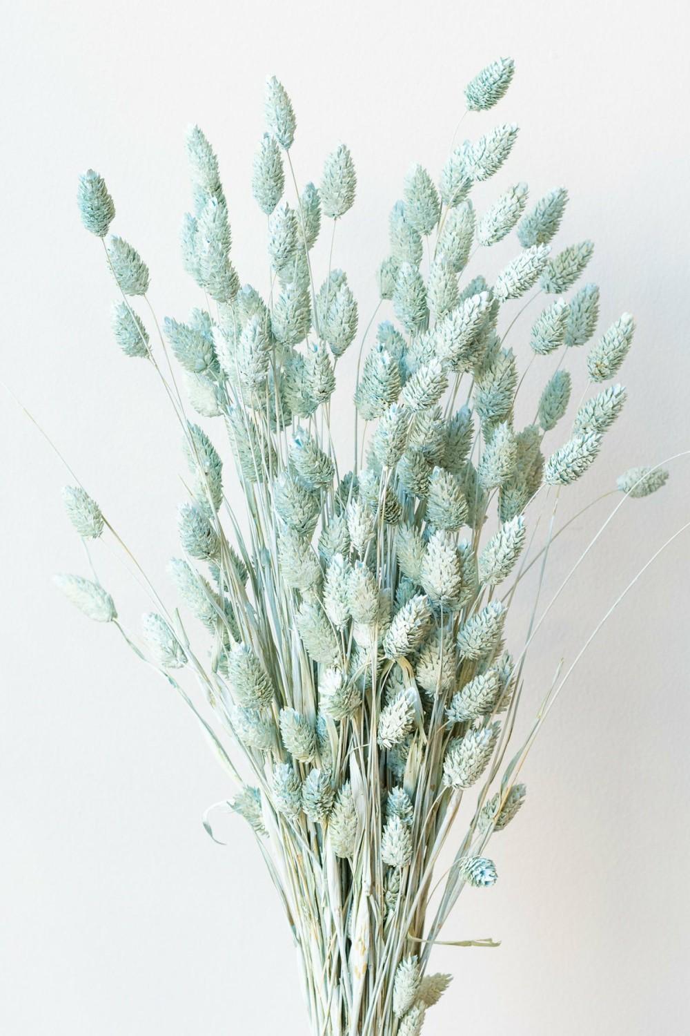 Preserved Floral |   Phalaris Blue Washed Pastel Preserved Bunch Floral Preserved Floral