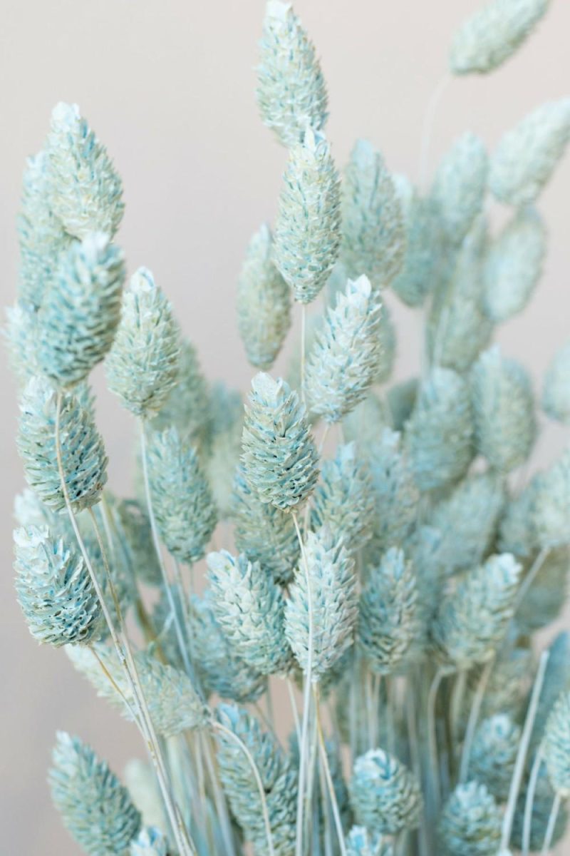 Preserved Floral |   Phalaris Blue Washed Pastel Preserved Bunch Floral Preserved Floral