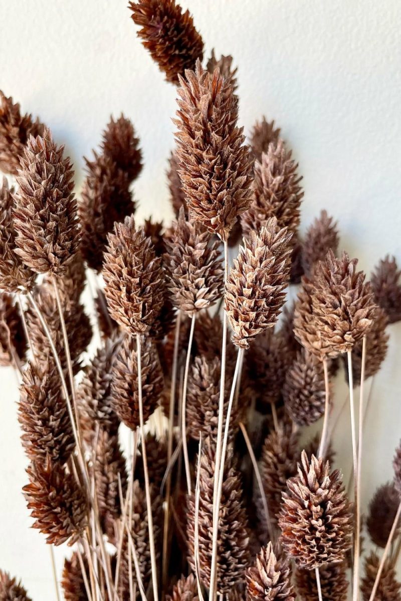 Preserved Floral |   Phalaris Dusty Brown Color Preserved Bunch Floral Preserved Floral