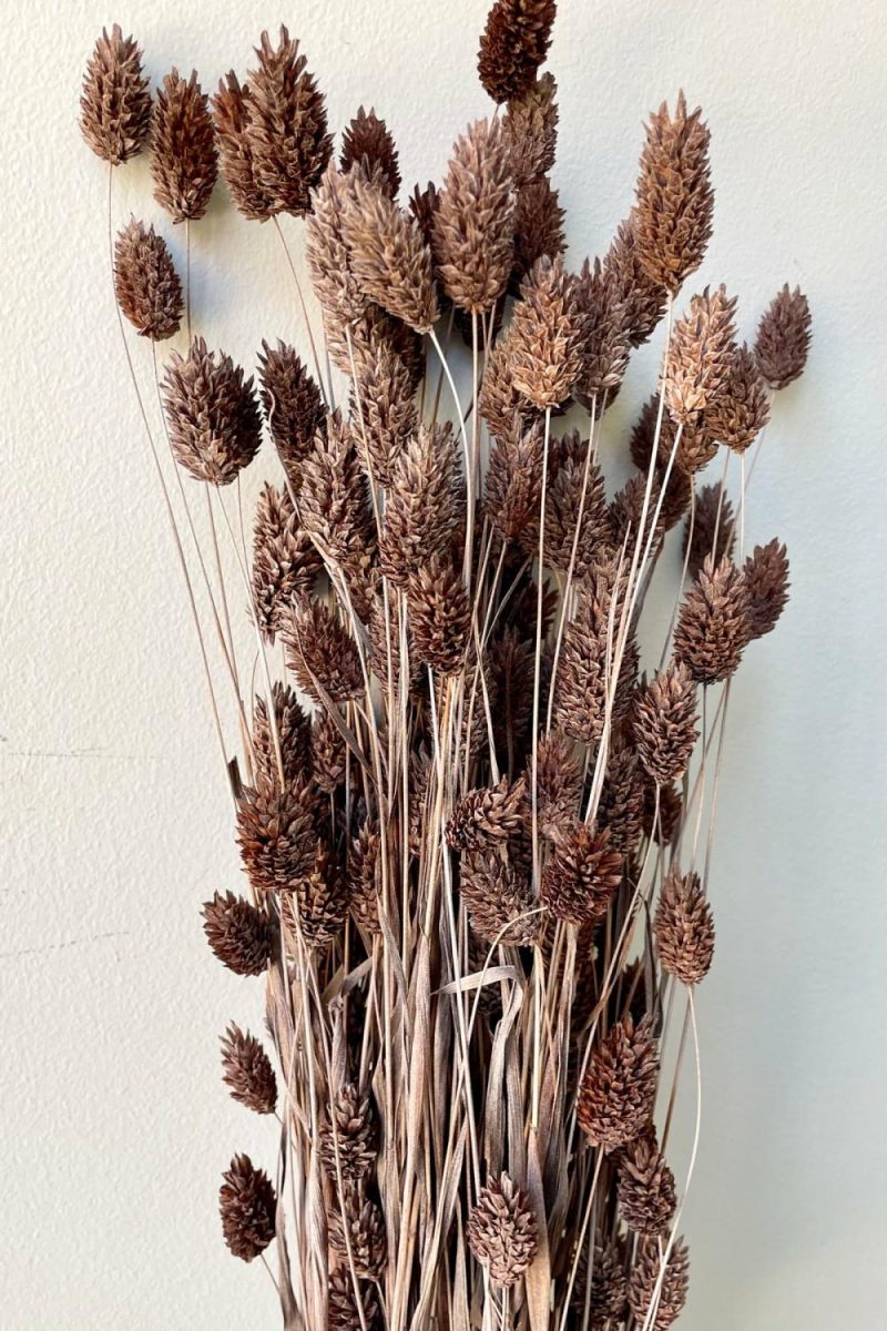 Preserved Floral |   Phalaris Dusty Brown Color Preserved Bunch Floral Preserved Floral