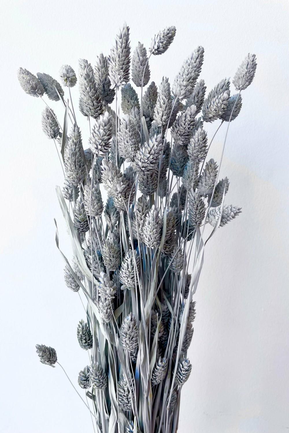 Preserved Floral |   Phalaris Grey Washed Pastel Preserved Bunch Floral Preserved Floral