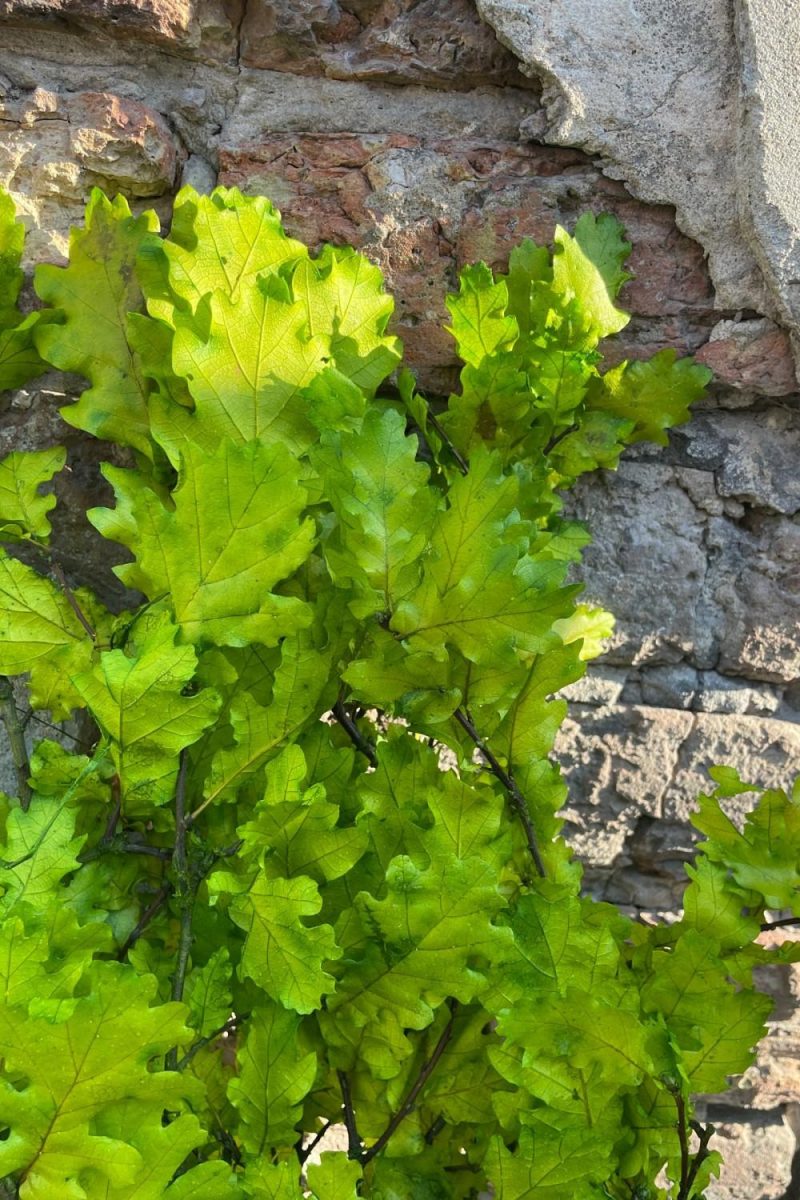 Preserved Floral |   Quercus Extra Chartreuse Color Preserved Bunch Floral Preserved Floral