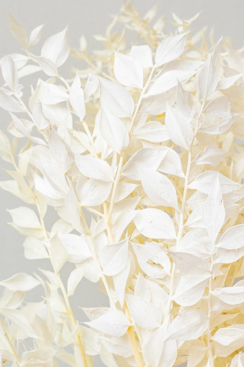 Preserved Floral |   Ruscus Bleached Pastel Preserved Bunch Floral Preserved Floral