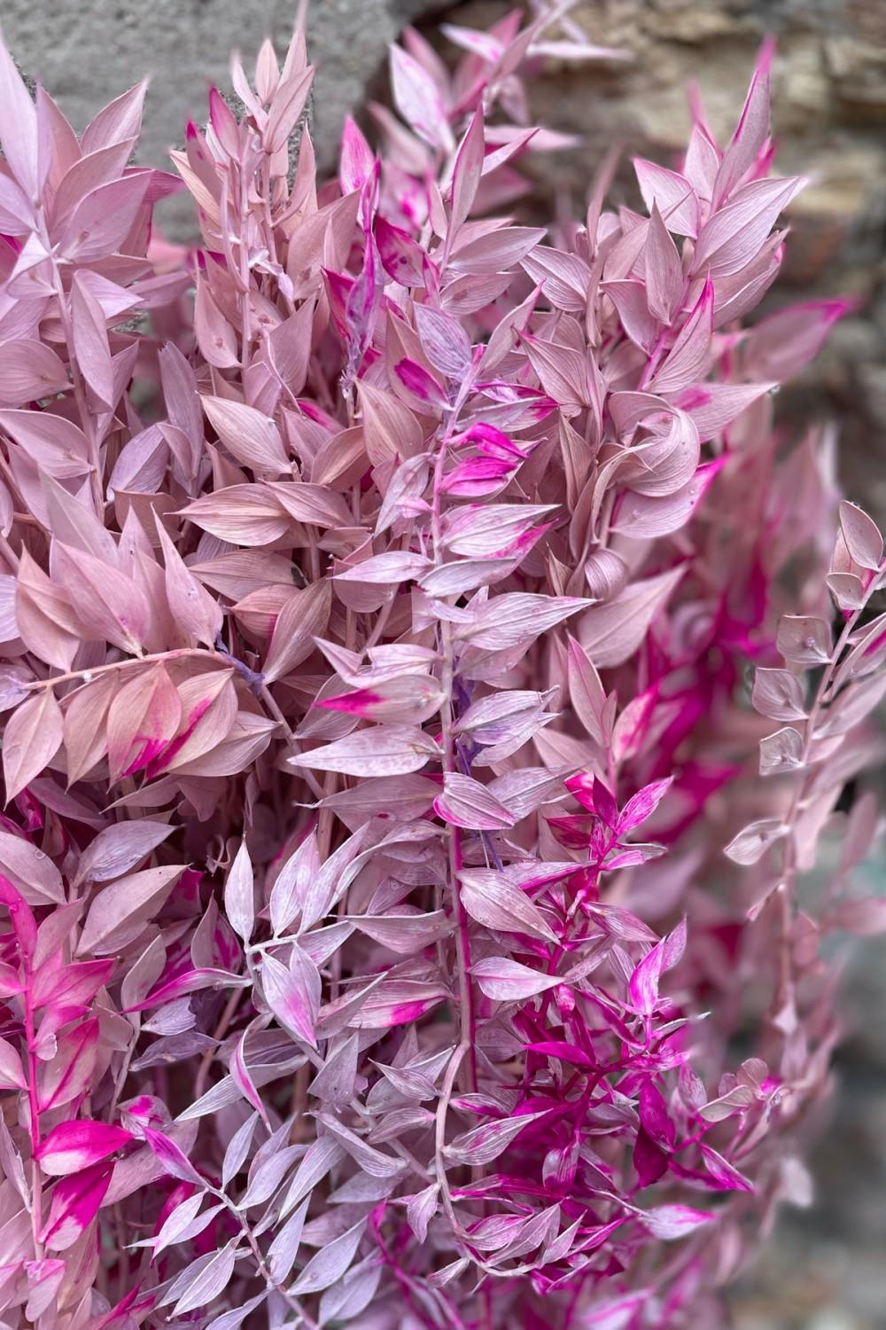 Preserved Floral |   Ruscus Lavender W/Pink Tinted Preserved Bunch Floral Preserved Floral