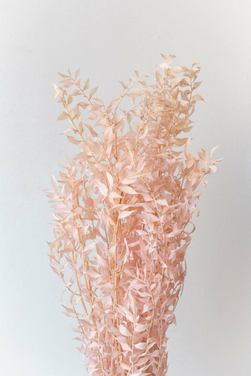 Preserved Floral |   Ruscus Pink Pastel Preserved Bunch Floral Preserved Floral