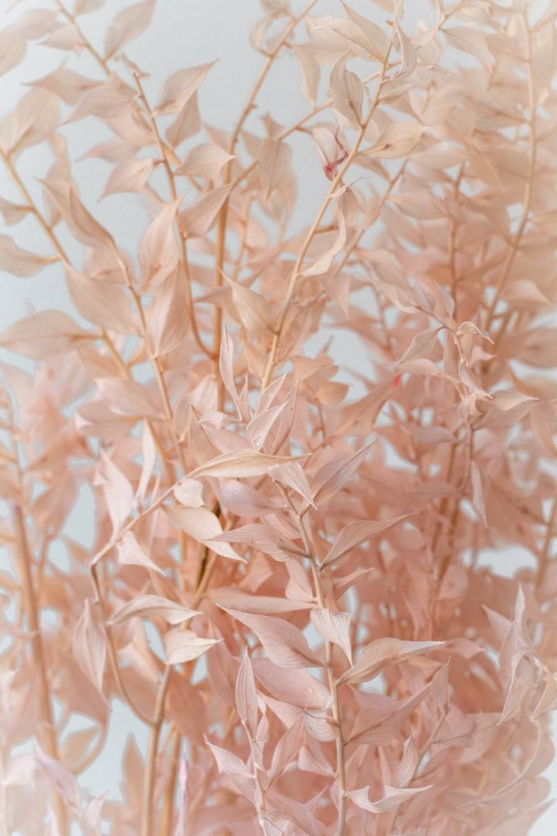 Preserved Floral |   Ruscus Pink Pastel Preserved Bunch Floral Preserved Floral