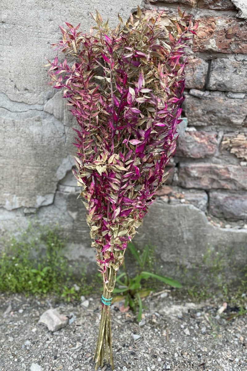 Preserved Floral |   Ruscus Tan W/ Fuchsia Tinted Preserved Bunch Floral Preserved Floral