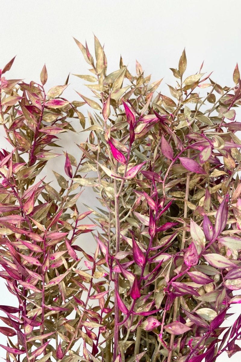 Preserved Floral |   Ruscus Tan W/ Fuchsia Tinted Preserved Bunch Floral Preserved Floral