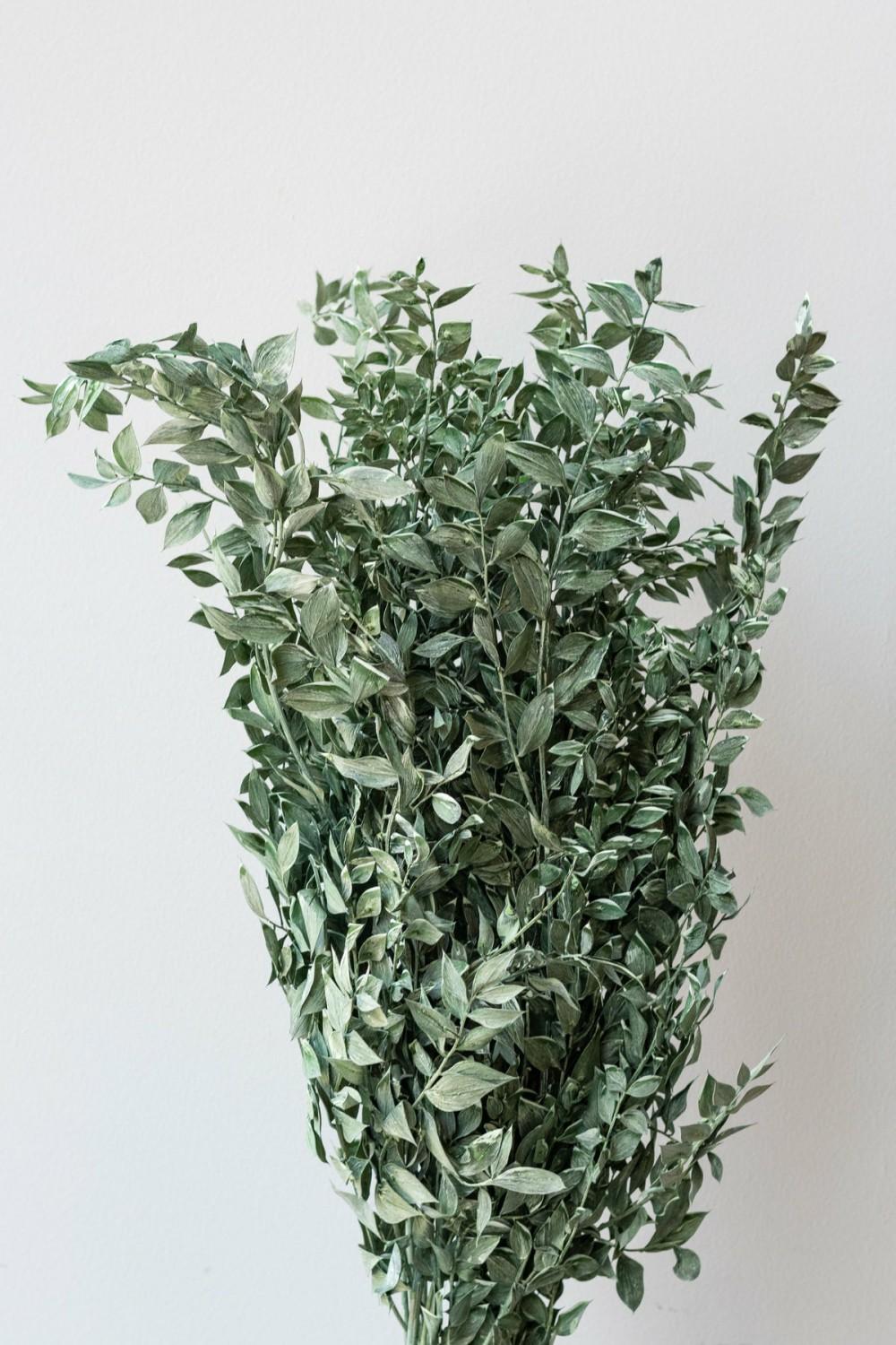 Preserved Floral |   Ruscus Washed Green Matte Preserved Bunch Floral Preserved Floral