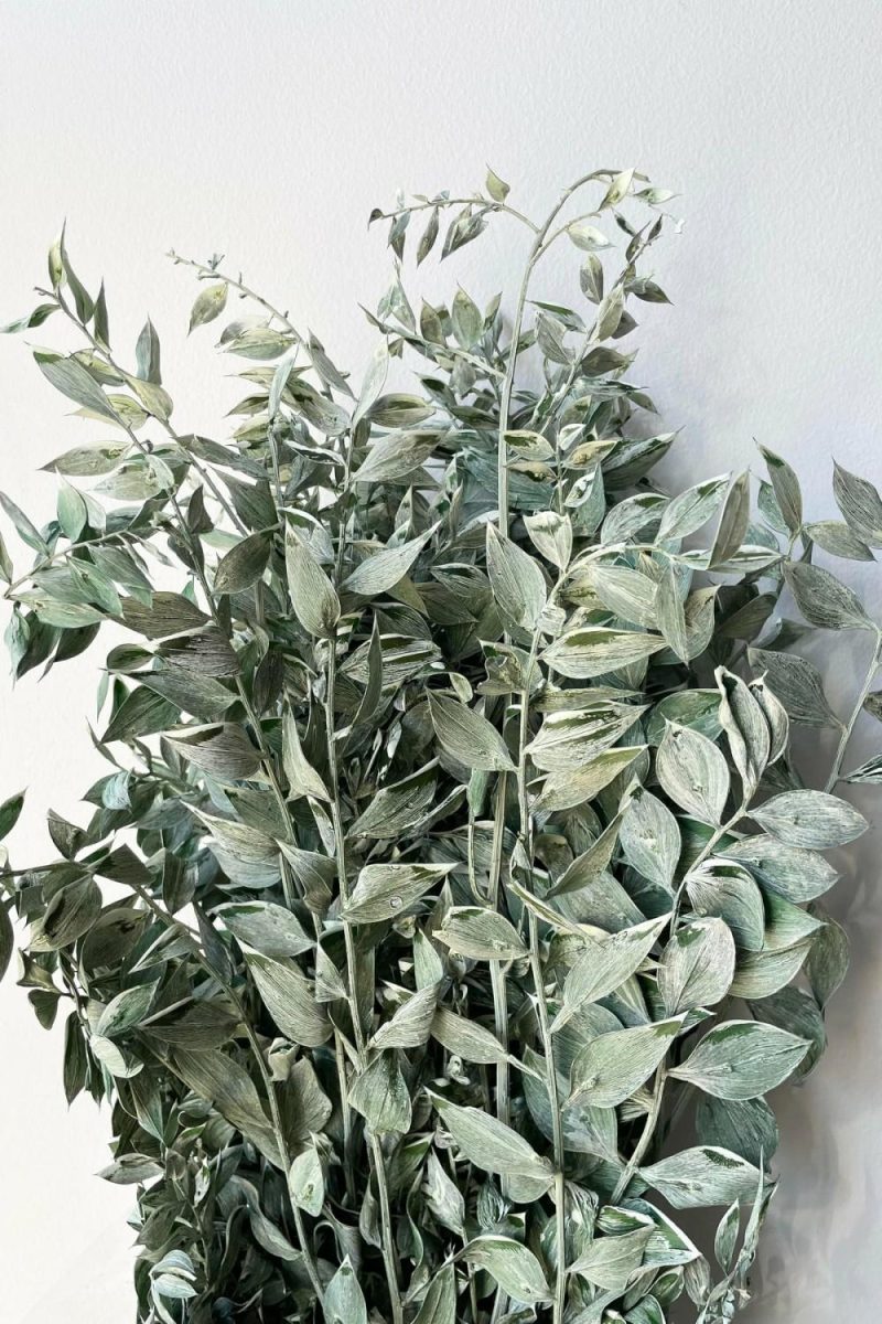 Preserved Floral |   Ruscus Washed Green Matte Preserved Bunch Floral Preserved Floral