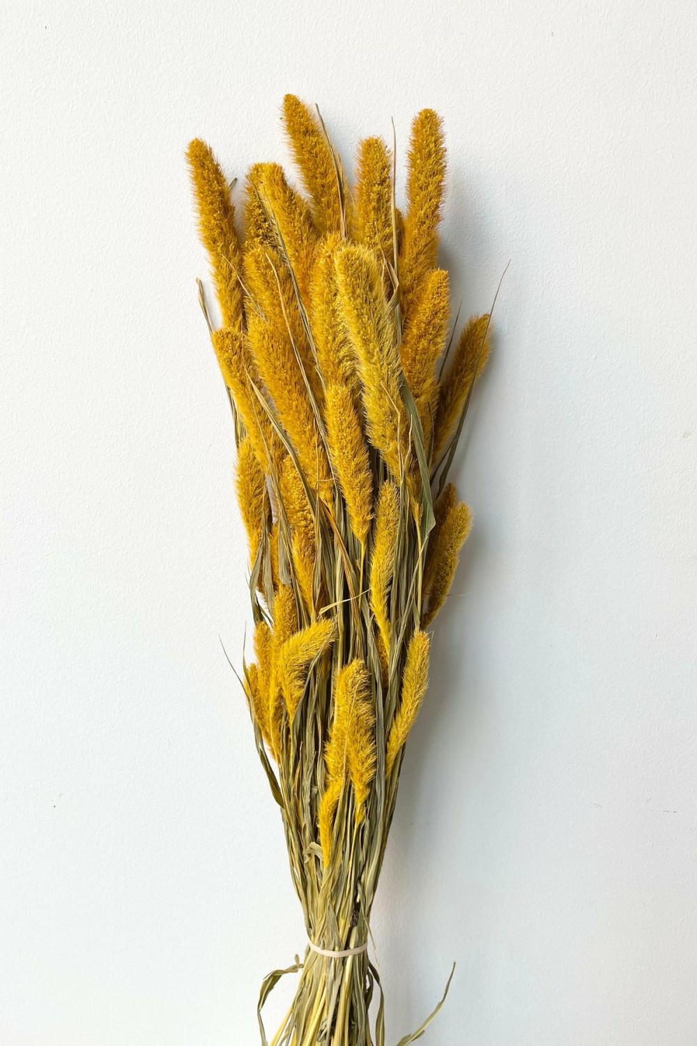 Preserved Floral |   Setaria Golden Color Preserved Bunch Floral Preserved Floral