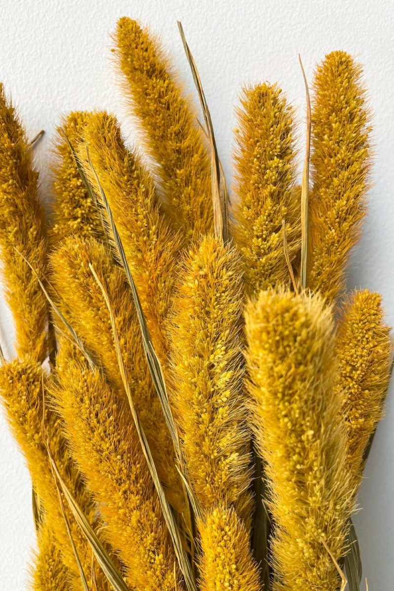 Preserved Floral |   Setaria Golden Color Preserved Bunch Floral Preserved Floral