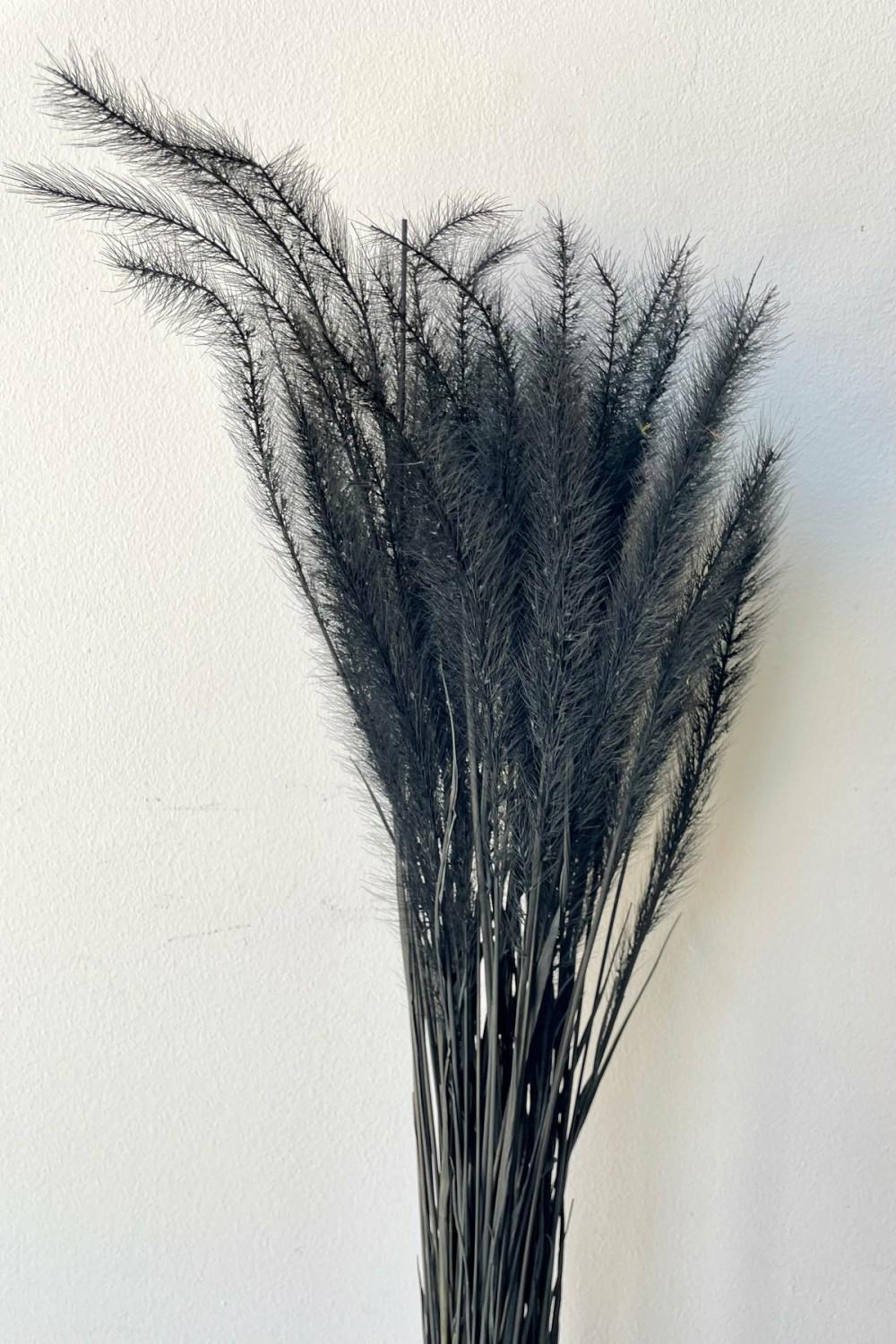 Preserved Floral |   Tail Grass Black Pastel Preserved Bunch Floral Preserved Floral