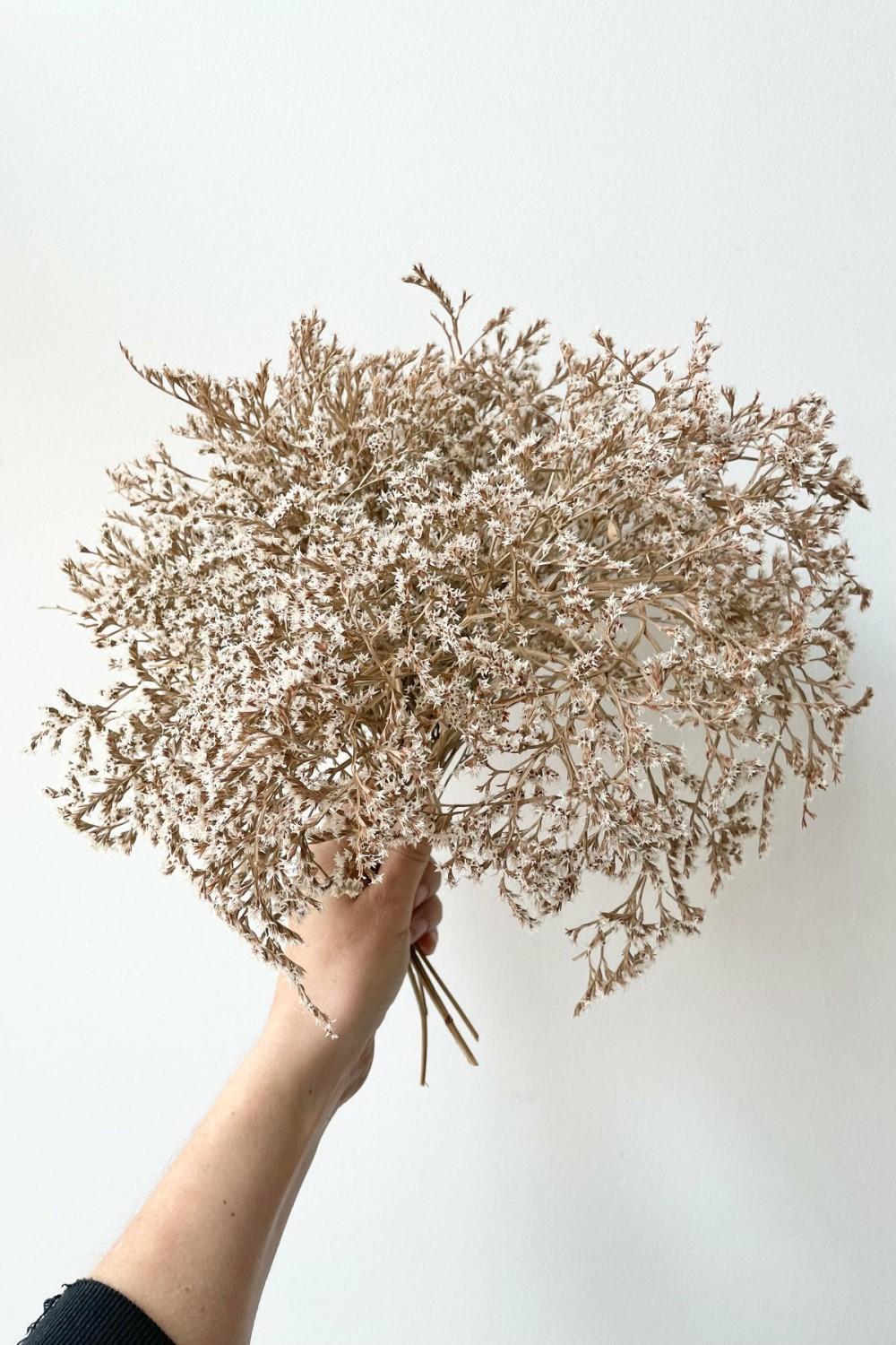 Preserved Floral |   Tatarica Natural Preserved Bunch Floral Preserved Floral