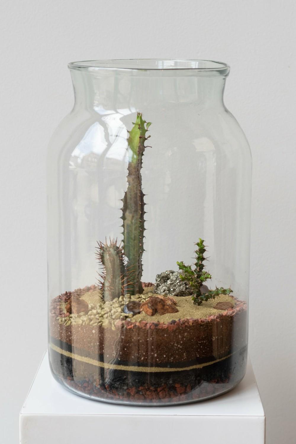 Terrariums & Constructions |   Mason 10L Jar Planted Terrarium Garden Terrariums & Constructions