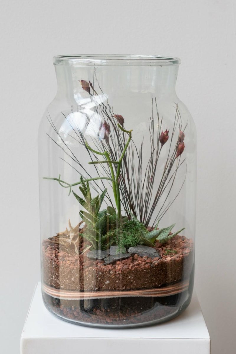 Terrariums & Constructions |   Mason 10L Jar Planted Terrarium Garden Terrariums & Constructions