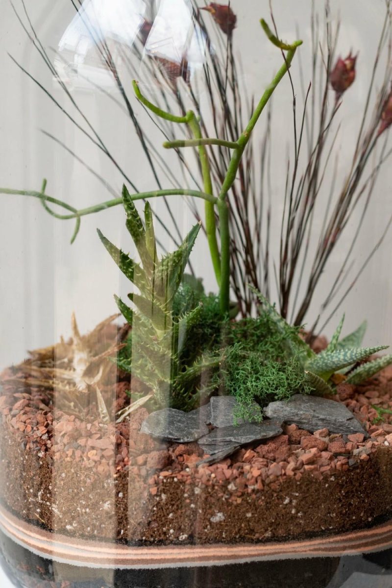 Terrariums & Constructions |   Mason 10L Jar Planted Terrarium Garden Terrariums & Constructions