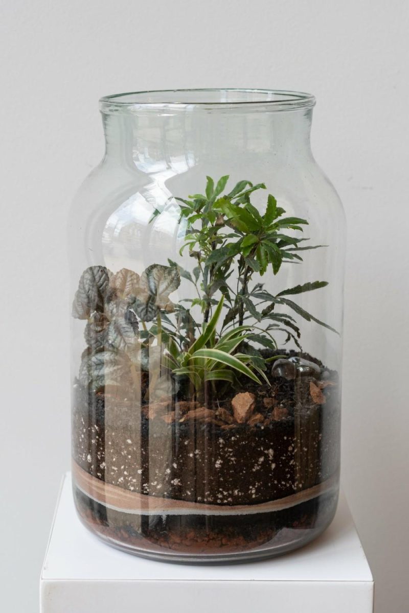 Terrariums & Constructions |   Mason 10L Jar Planted Terrarium Garden Terrariums & Constructions