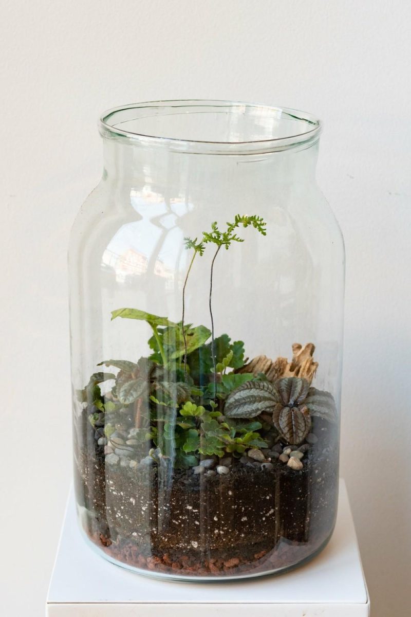 Terrariums & Constructions |   Mason 10L Jar Planted Terrarium Garden Terrariums & Constructions