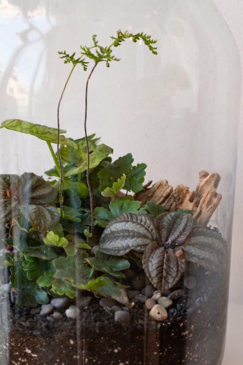 Terrariums & Constructions |   Mason 10L Jar Planted Terrarium Garden Terrariums & Constructions