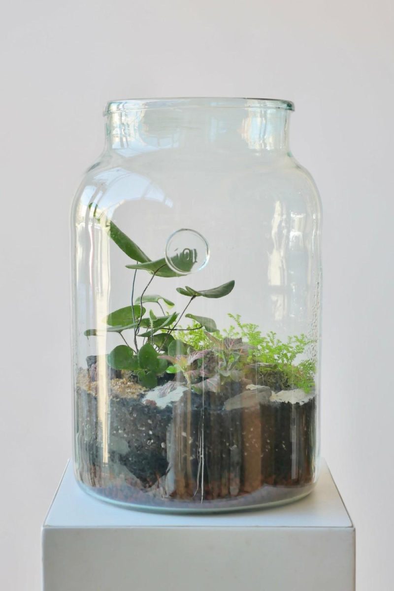 Terrariums & Constructions |   Mason 10L Jar Planted Terrarium Garden Terrariums & Constructions