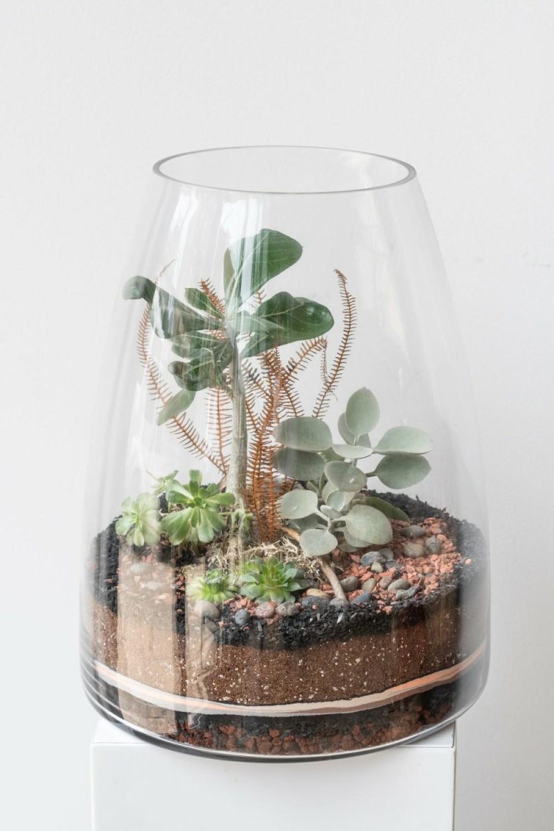 Terrariums & Constructions |   Round Tapered Planted Terrarium Garden Terrariums & Constructions