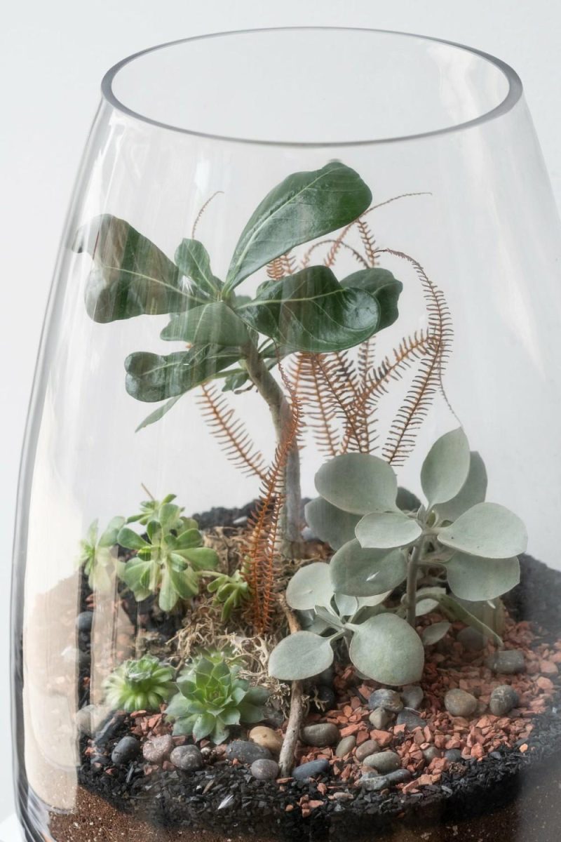 Terrariums & Constructions |   Round Tapered Planted Terrarium Garden Terrariums & Constructions