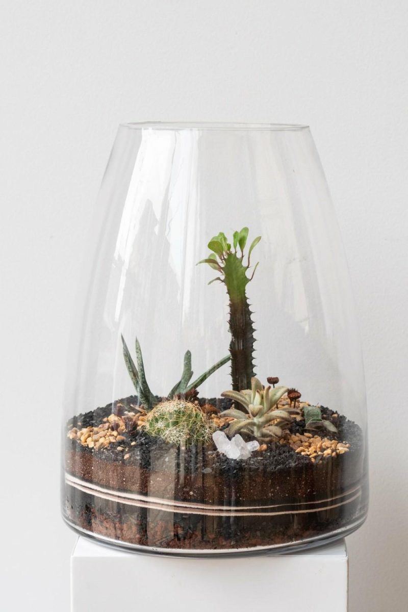 Terrariums & Constructions |   Round Tapered Planted Terrarium Garden Terrariums & Constructions