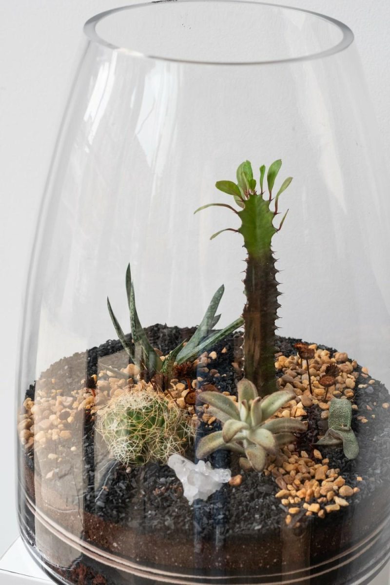 Terrariums & Constructions |   Round Tapered Planted Terrarium Garden Terrariums & Constructions