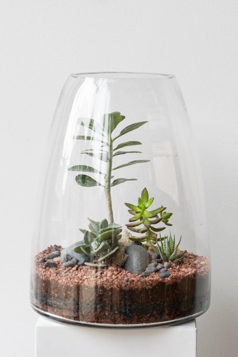 Terrariums & Constructions |   Round Tapered Planted Terrarium Garden Terrariums & Constructions