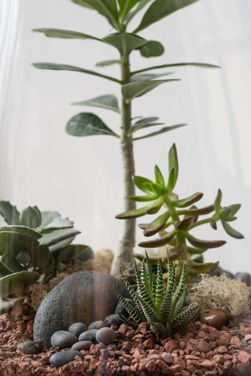 Terrariums & Constructions |   Round Tapered Planted Terrarium Garden Terrariums & Constructions