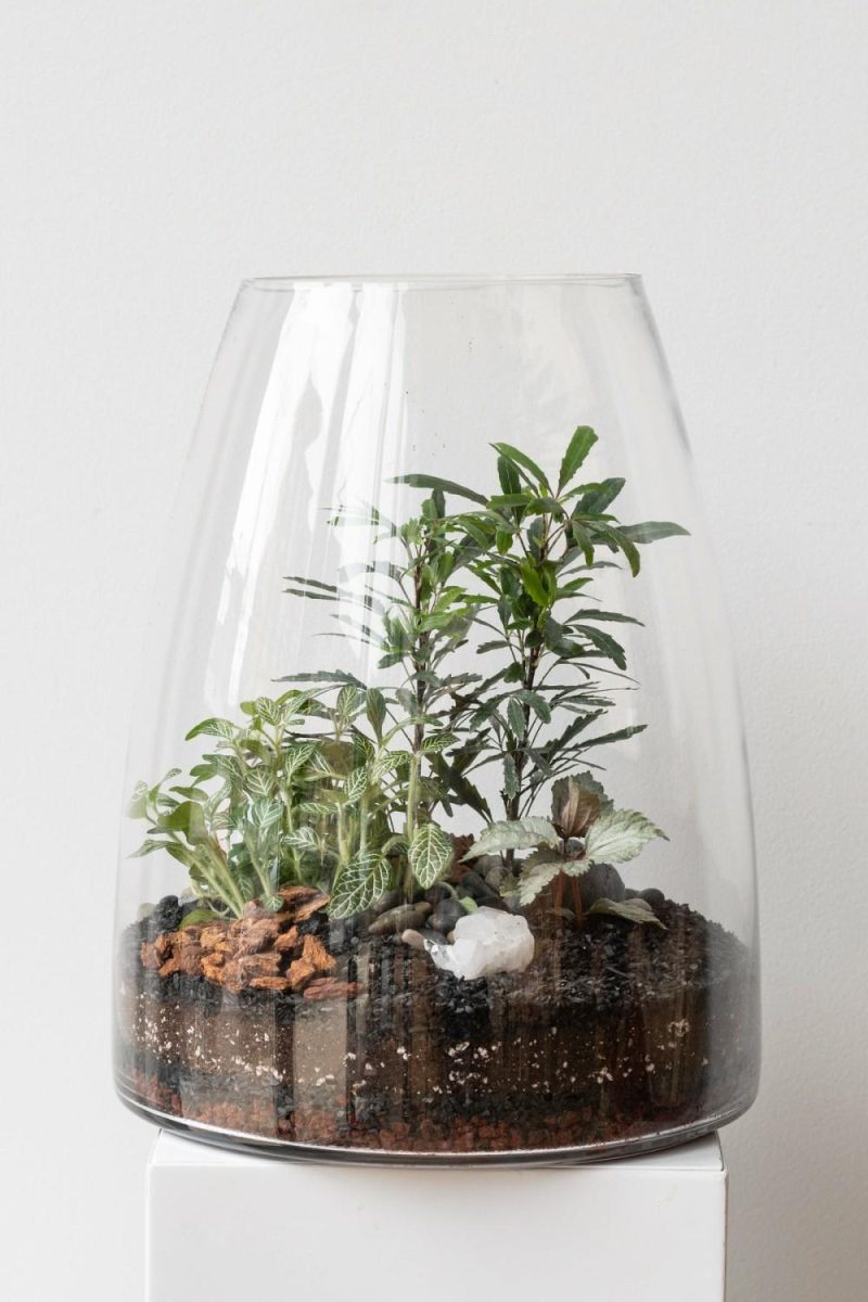 Terrariums & Constructions |   Round Tapered Planted Terrarium Garden Terrariums & Constructions