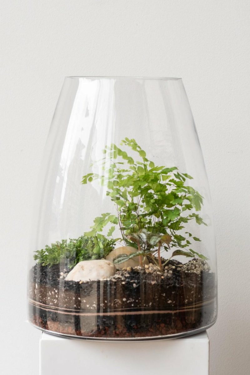 Terrariums & Constructions |   Round Tapered Planted Terrarium Garden Terrariums & Constructions