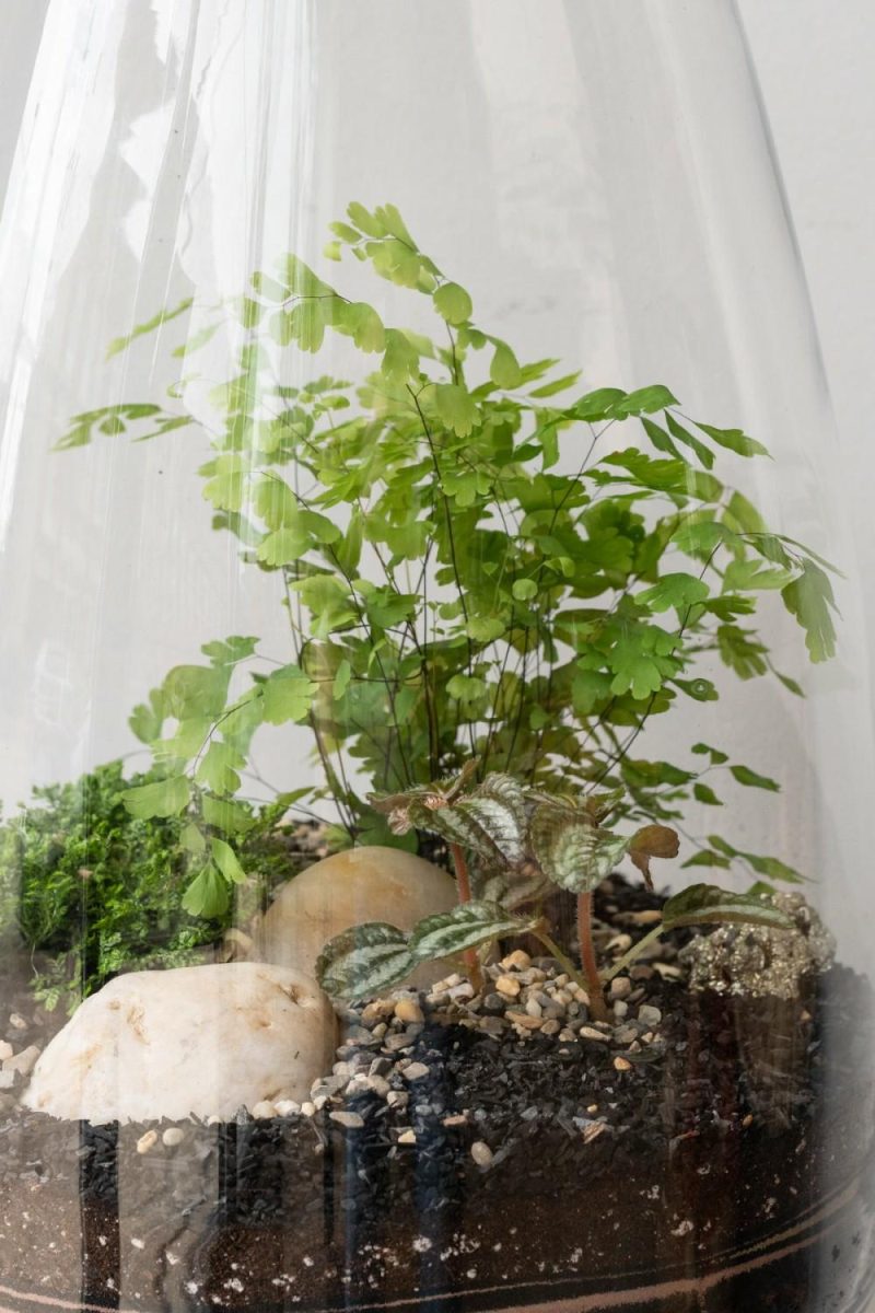 Terrariums & Constructions |   Round Tapered Planted Terrarium Garden Terrariums & Constructions