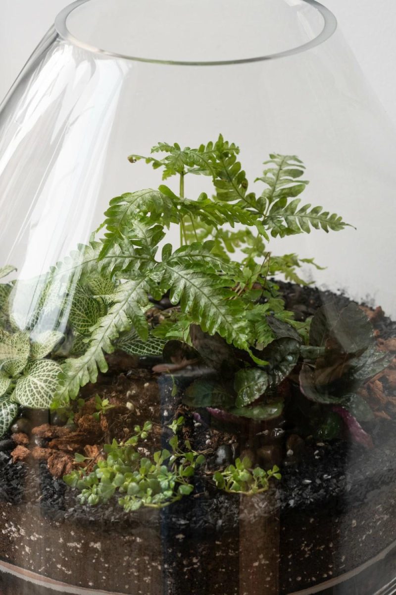 Terrariums & Constructions |   Silo Planted Terrarium Garden Terrariums & Constructions