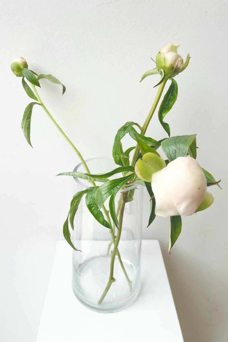 Vases |   Clear Glass 10″X5″ Tapered Round Reverse Floral Vases