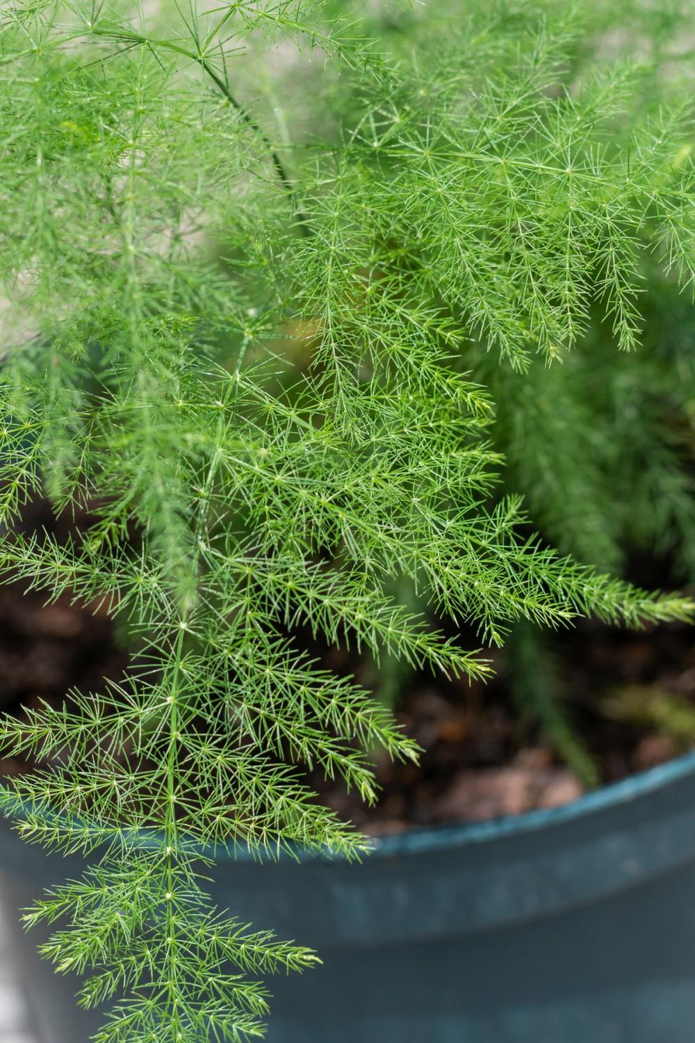 Indoor Plants |   Asparagus Setaceus ‘Plumosa’ 6″ Garden Indoor Plants