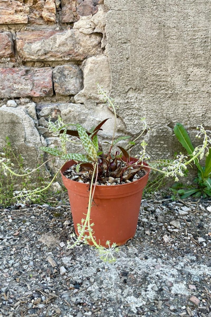 Indoor Plants |   Ledebouria Species 6″ Garden Indoor Plants