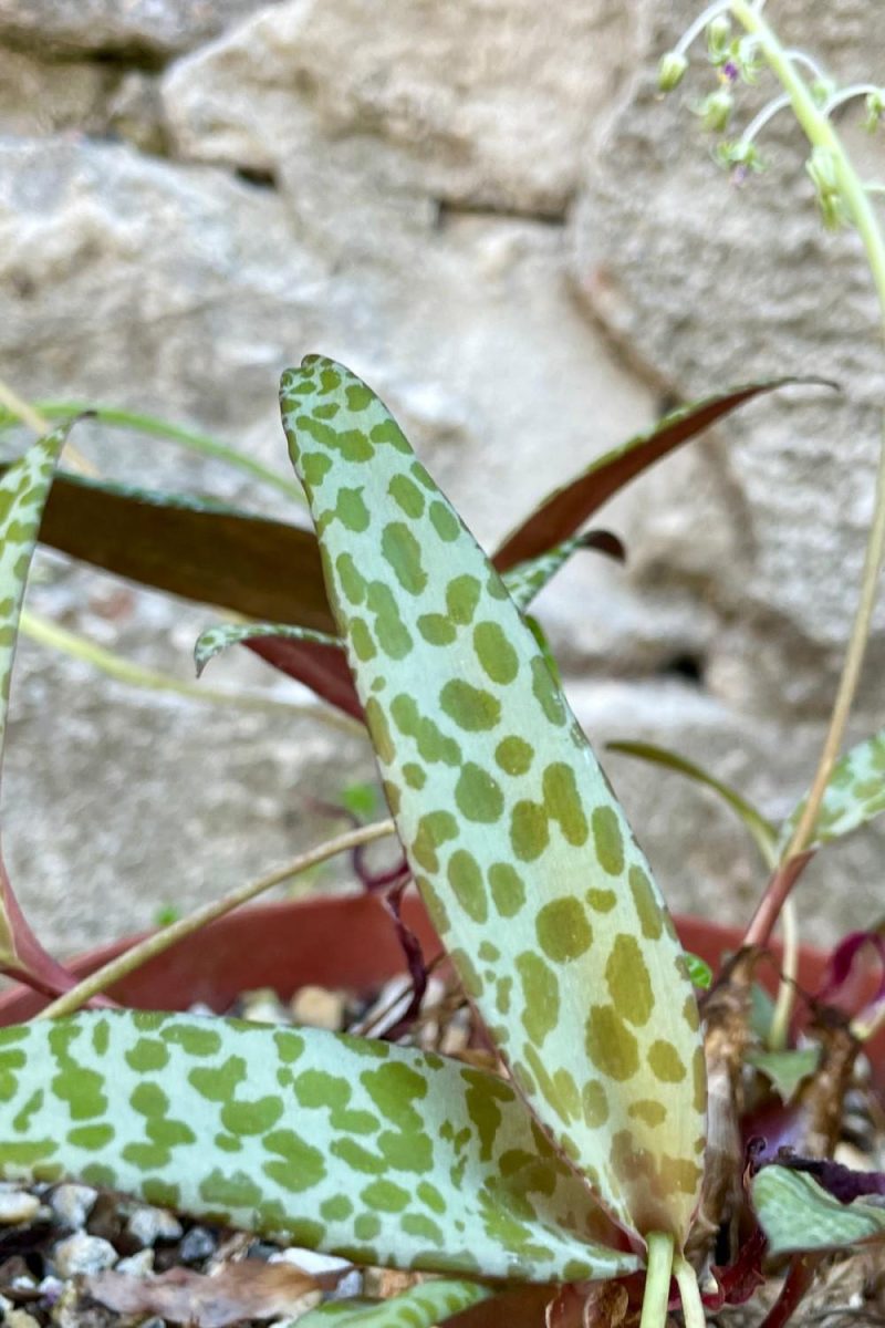 Indoor Plants |   Ledebouria Species 6″ Garden Indoor Plants