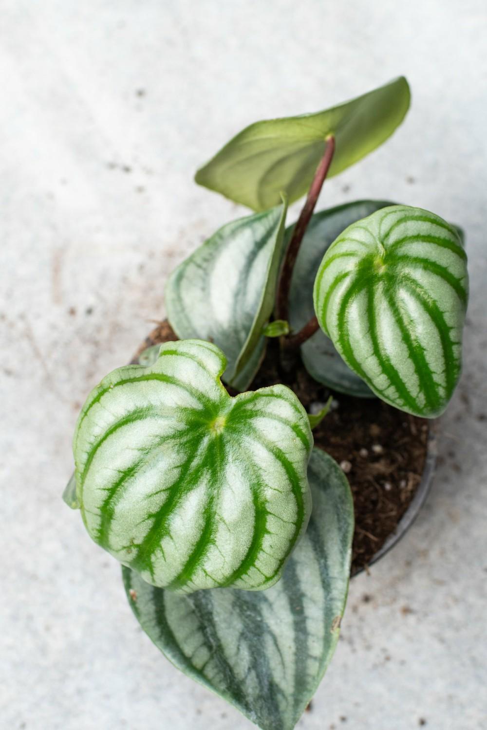 Indoor Plants |   Peperomia Argyreia “Watermelon” 4″ Garden Indoor Plants