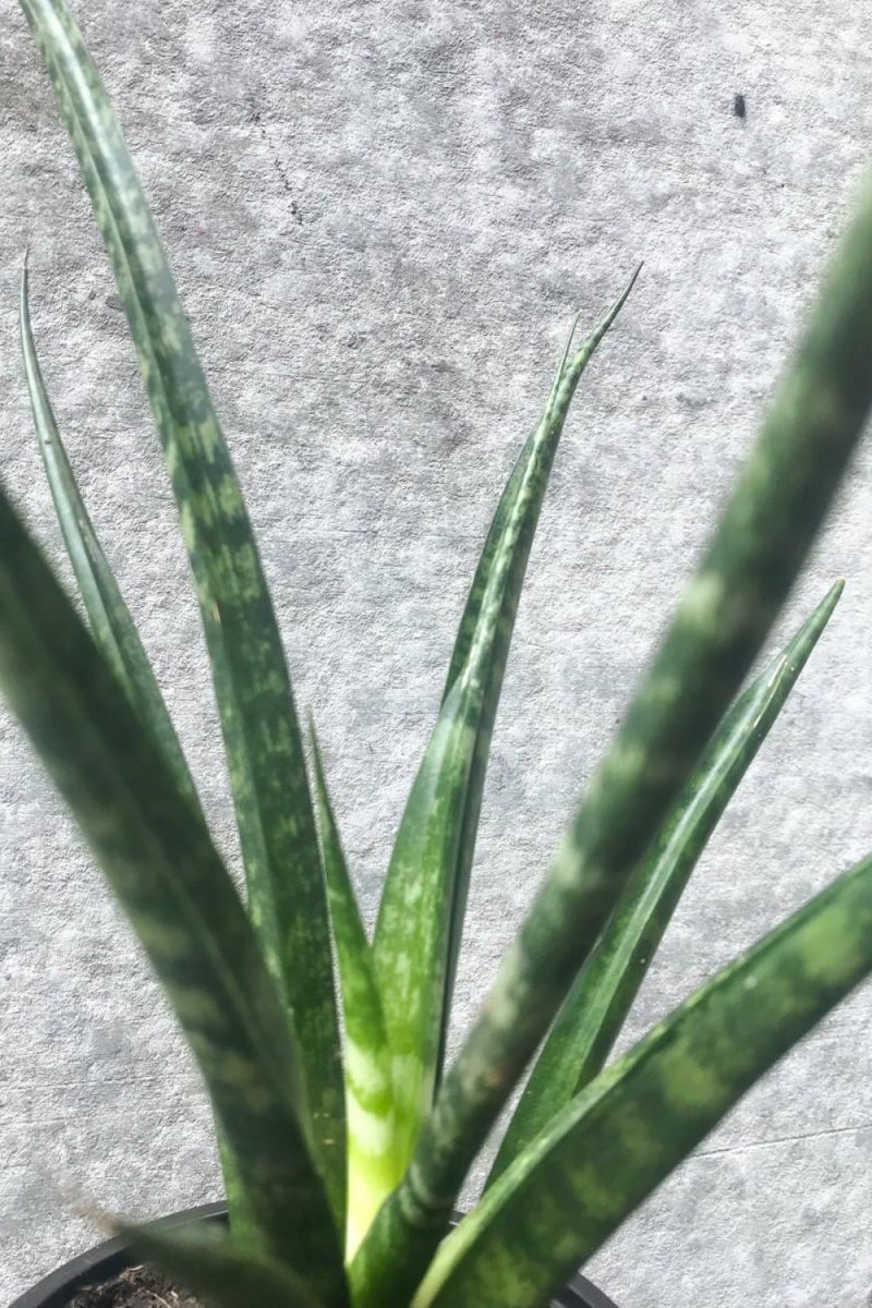 Indoor Plants |   Sansevieria ‘Fernwood’ 4″ Garden Indoor Plants