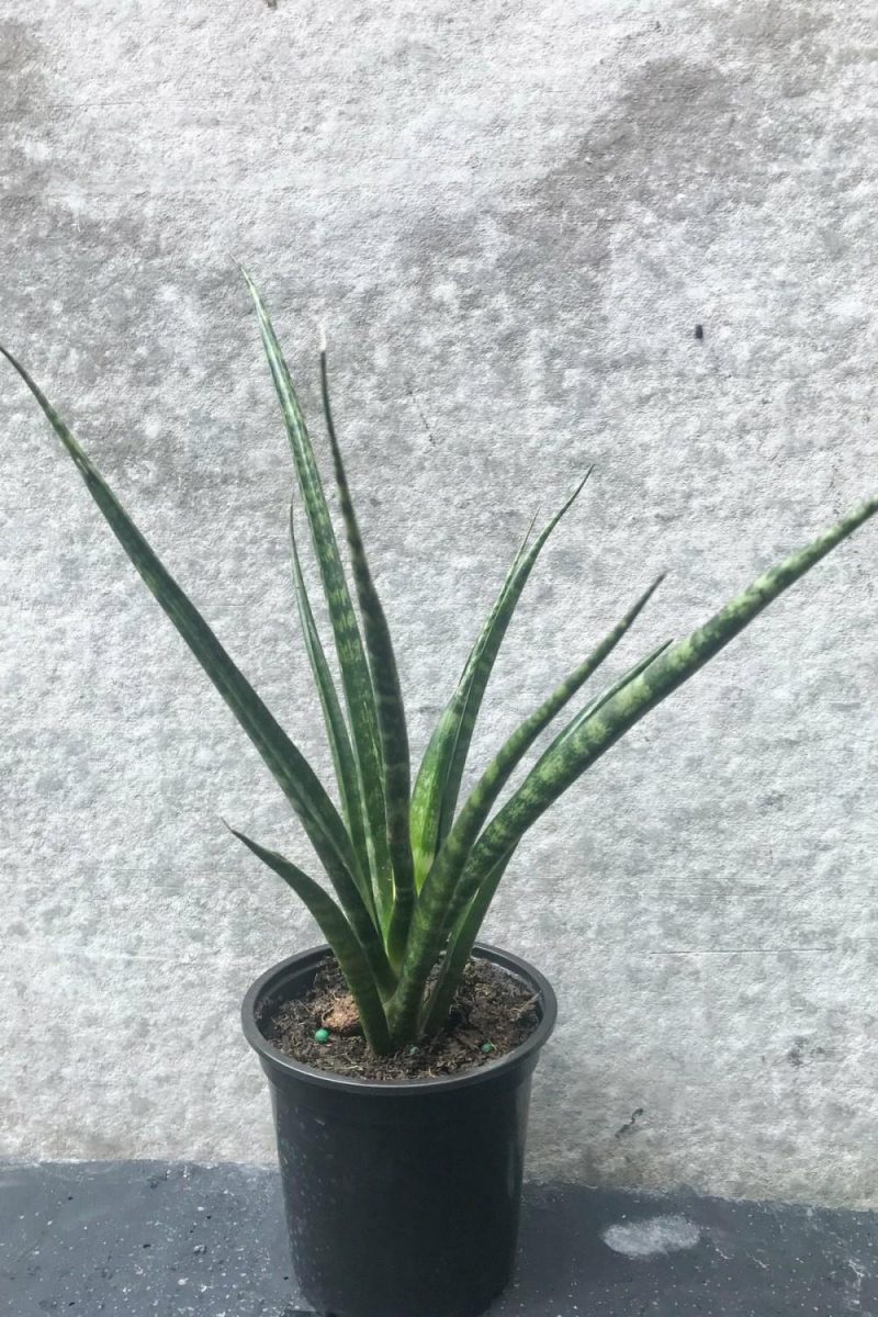 Indoor Plants |   Sansevieria ‘Fernwood’ 4″ Garden Indoor Plants