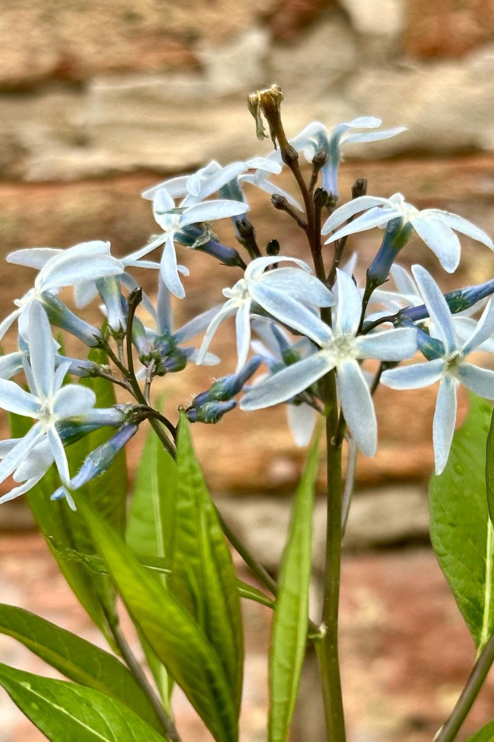 Outdoor Garden |   Amsonia ‘starstruck’ #1 Garden Outdoor Garden